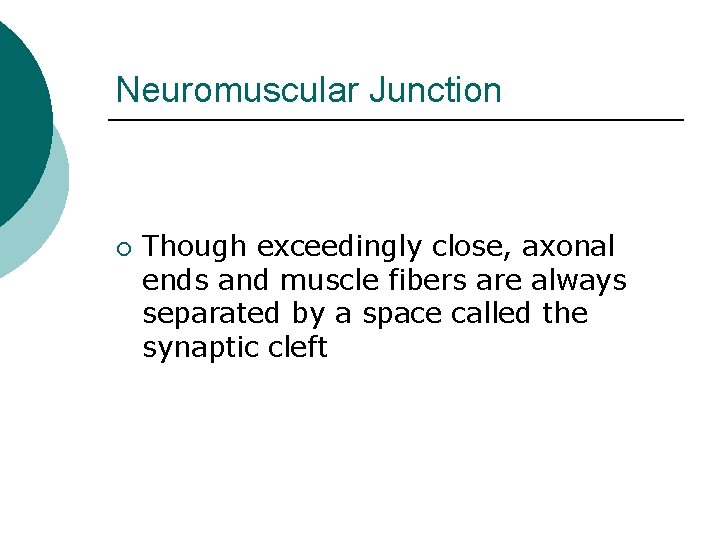 Neuromuscular Junction ¡ Though exceedingly close, axonal ends and muscle fibers are always separated