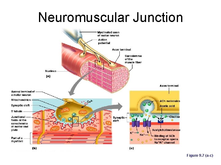 Neuromuscular Junction Figure 9. 7 (a-c) 