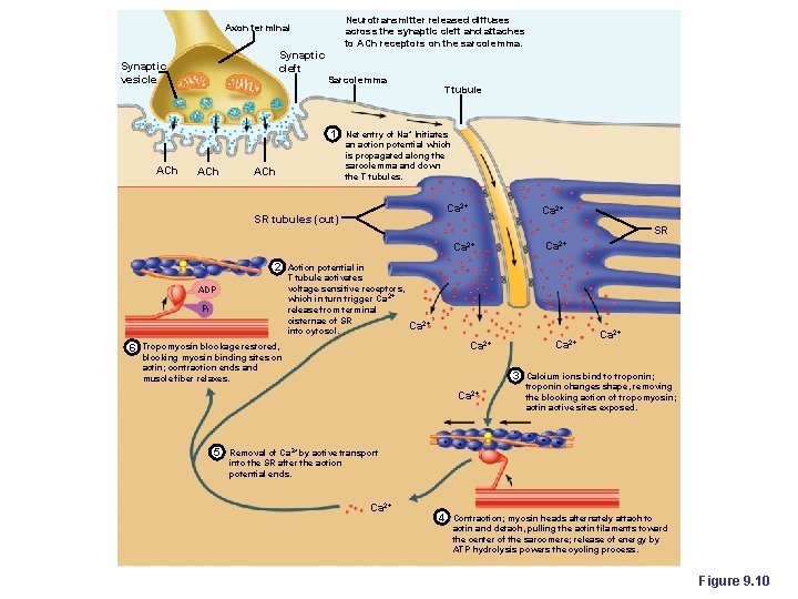 Neurotransmitter released diffuses across the synaptic cleft and attaches to ACh receptors on the Neurotransmitter released diffuses across the synaptic cleft and attaches to ACh receptors on the