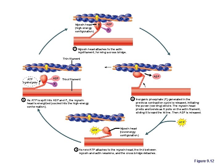 Myosin head (high-energy configuration) ADP Pi 1 Myosin head attaches to the actin myofilament,