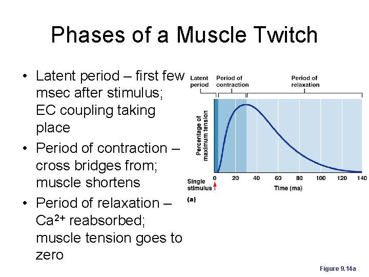 Phases of a Muscle Twitch • Latent period – first few msec after stimulus;