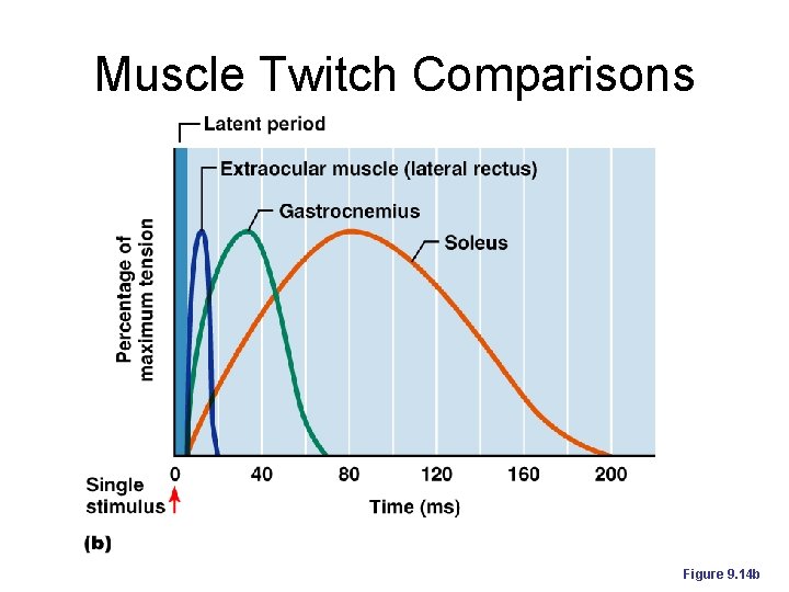 Muscle Twitch Comparisons Figure 9. 14 b 