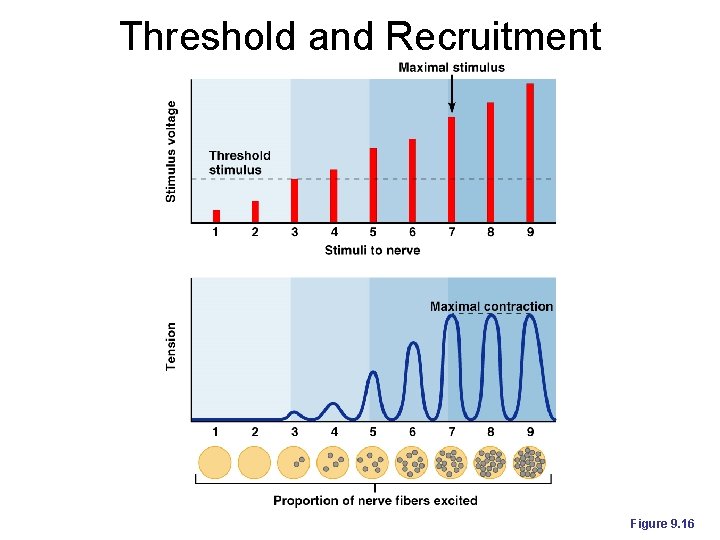 Threshold and Recruitment Figure 9. 16 