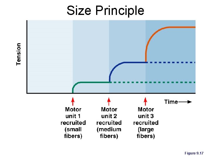 Size Principle Figure 9. 17 