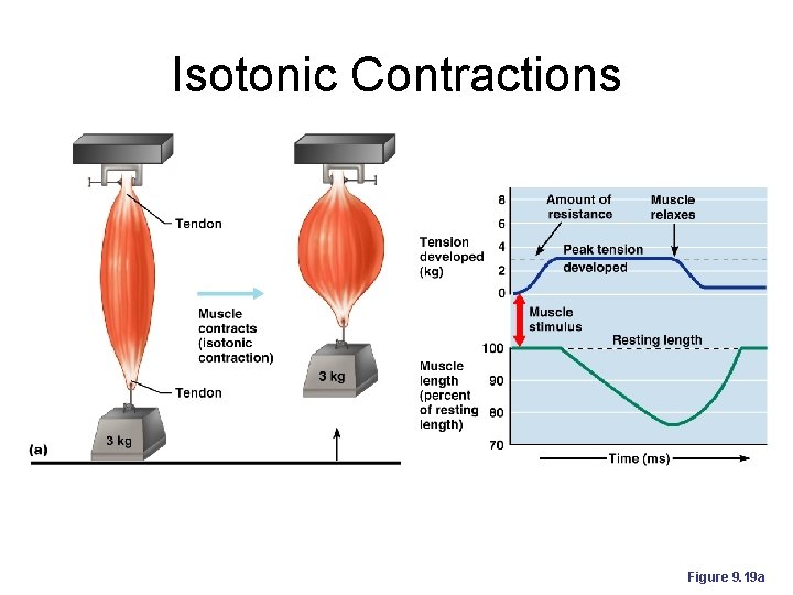 Isotonic Contractions Figure 9. 19 a Isotonic Contractions Figure 9. 19 a