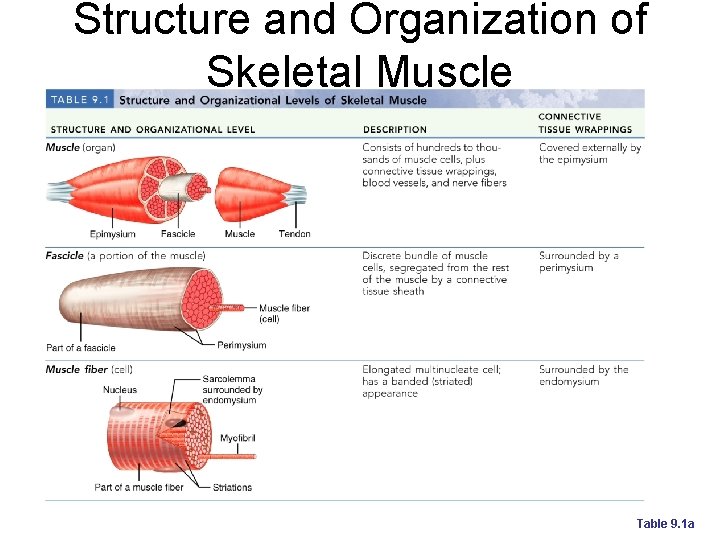 Structure and Organization of Skeletal Muscle Table 9. 1 a 