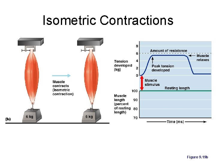 Isometric Contractions Figure 9. 19 b 