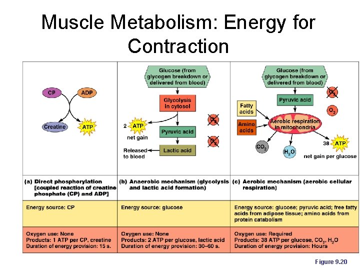 Muscle Metabolism: Energy for Contraction Figure 9. 20 