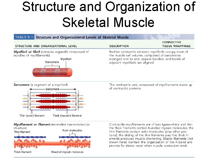 Structure and Organization of Skeletal Muscle 