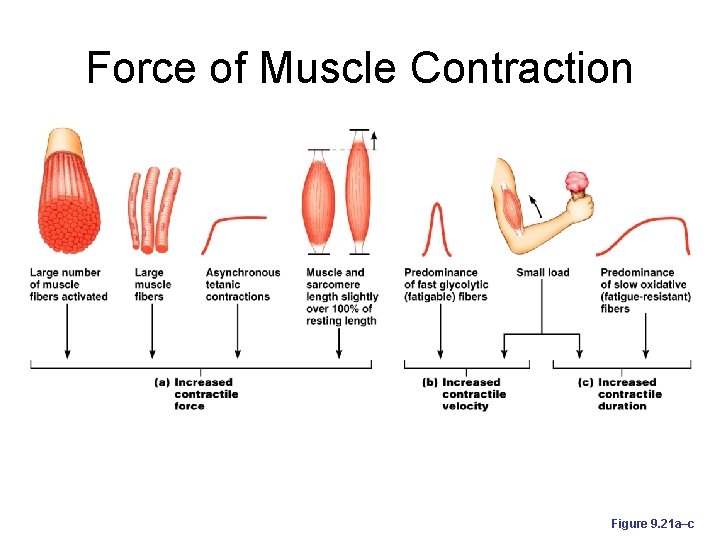 Force of Muscle Contraction Figure 9. 21 a–c 