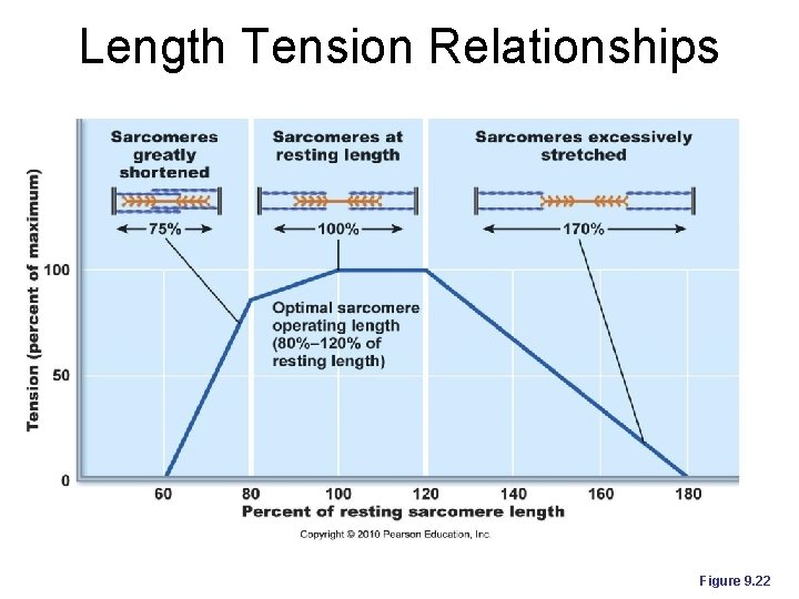 Length Tension Relationships Figure 9. 22 