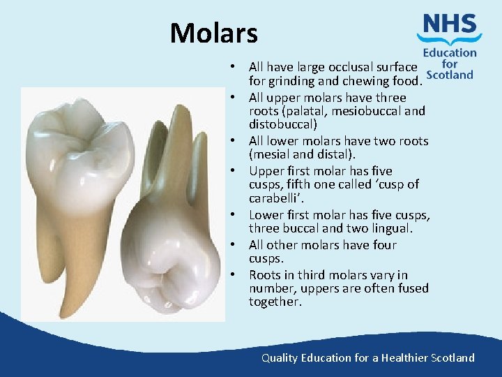 Molars Figure courtesy Hu-Friedy • All have large occlusal surface for grinding and chewing