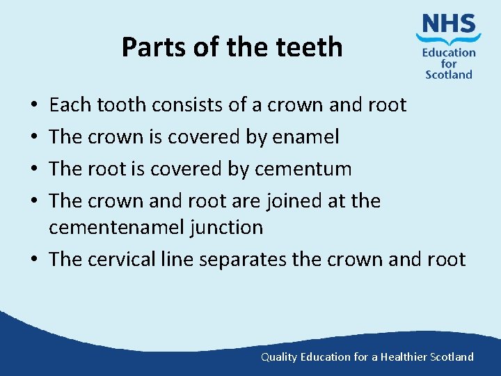 Parts of the teeth Each tooth consists of a crown and root The crown