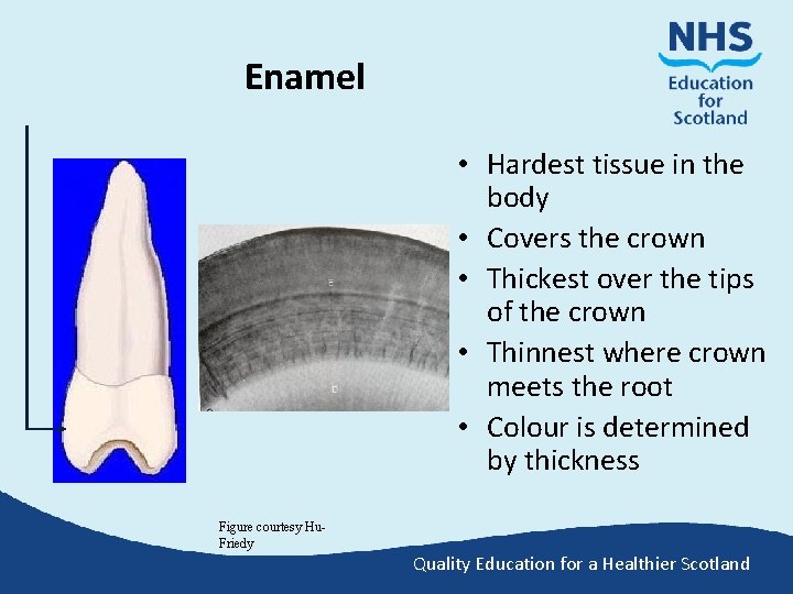 Enamel • Hardest tissue in the body • Covers the crown • Thickest over