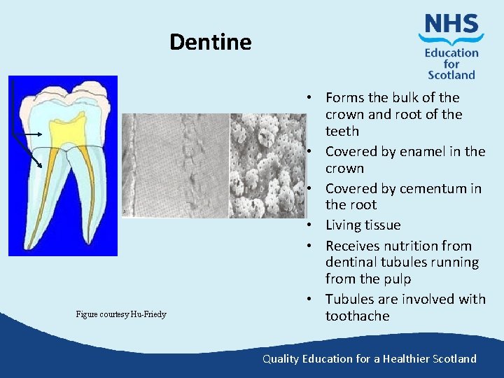 Dentine Figure courtesy Hu-Friedy • Forms the bulk of the crown and root of