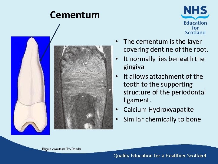 Cementum • The cementum is the layer covering dentine of the root. • It