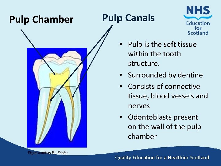 Pulp Chamber Pulp Canals • Pulp is the soft tissue within the tooth structure.