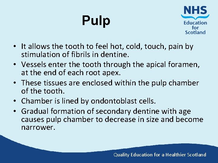 Pulp • It allows the tooth to feel hot, cold, touch, pain by stimulation