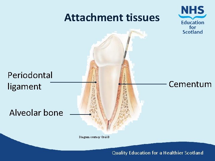 Attachment tissues Periodontal ligament Cementum Alveolar bone Diagram courtesy Oral-B Quality Education for a