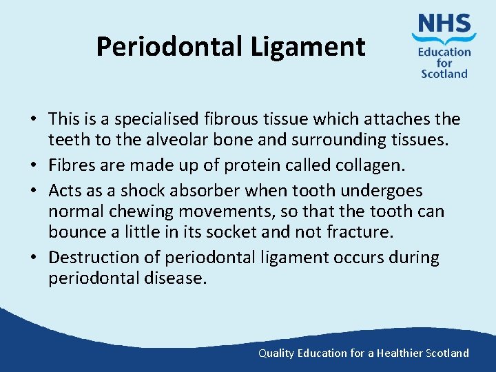 Periodontal Ligament • This is a specialised fibrous tissue which attaches the teeth to