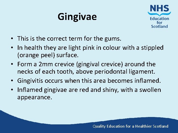 Gingivae • This is the correct term for the gums. • In health they