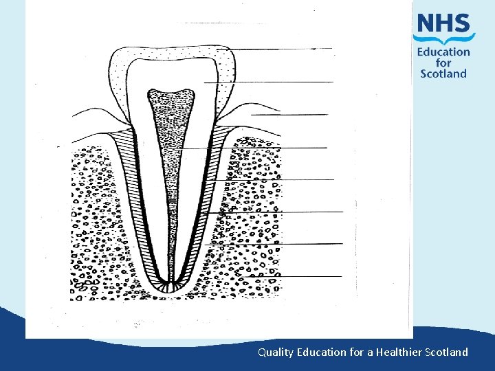 Quality Education for a Healthier Scotland 