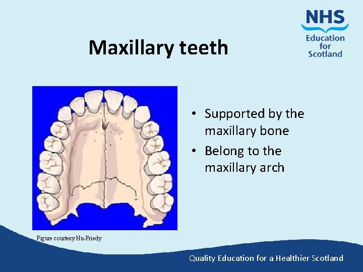 Maxillary teeth • Supported by the maxillary bone • Belong to the maxillary arch