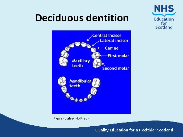 Deciduous dentition Figure courtesy Hu-Friedy Quality Education for a Healthier Scotland 