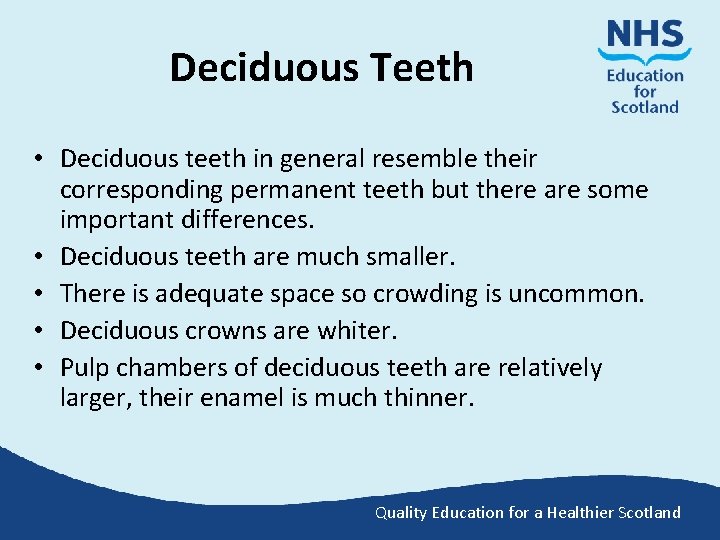 Deciduous Teeth • Deciduous teeth in general resemble their corresponding permanent teeth but there