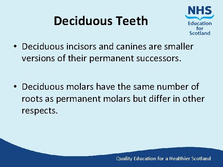 Deciduous Teeth • Deciduous incisors and canines are smaller versions of their permanent successors.