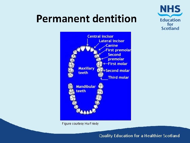 Permanent dentition Figure courtesy Hu-Friedy Quality Education for a Healthier Scotland 