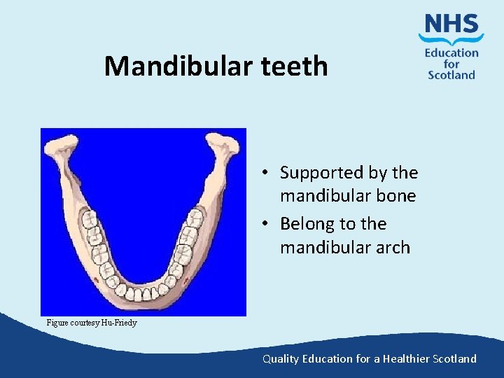 Mandibular teeth • Supported by the mandibular bone • Belong to the mandibular arch