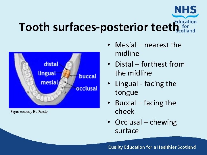 Tooth surfaces-posterior teeth Figure courtesy Hu-Friedy • Mesial – nearest the midline • Distal