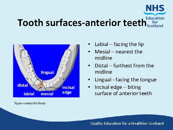 Tooth surfaces-anterior teeth • Labial – facing the lip • Mesial – nearest the