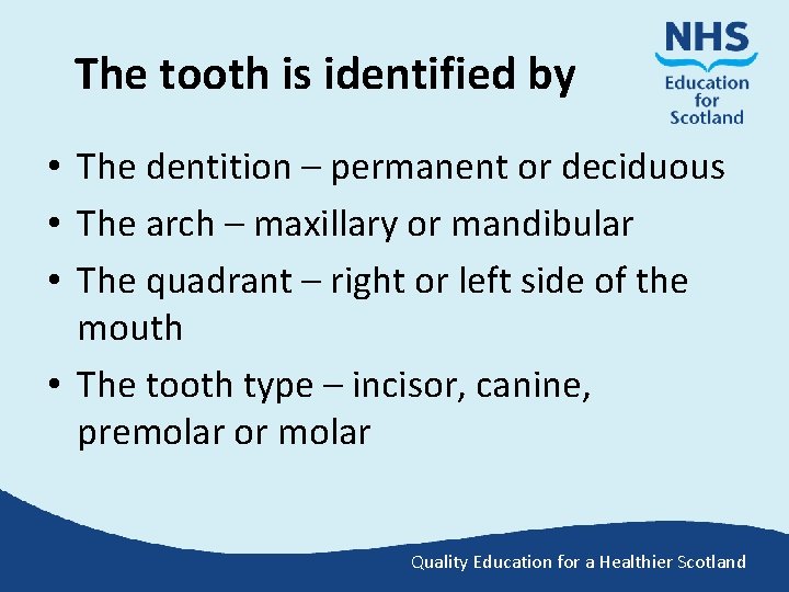 The tooth is identified by • The dentition – permanent or deciduous • The