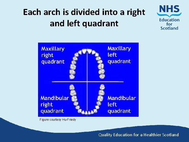 Each arch is divided into a right and left quadrant Figure courtesy Hu-Friedy Quality
