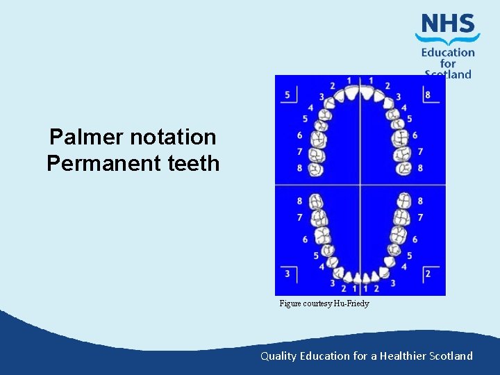 Palmer notation Permanent teeth Figure courtesy Hu-Friedy Quality Education for a Healthier Scotland 