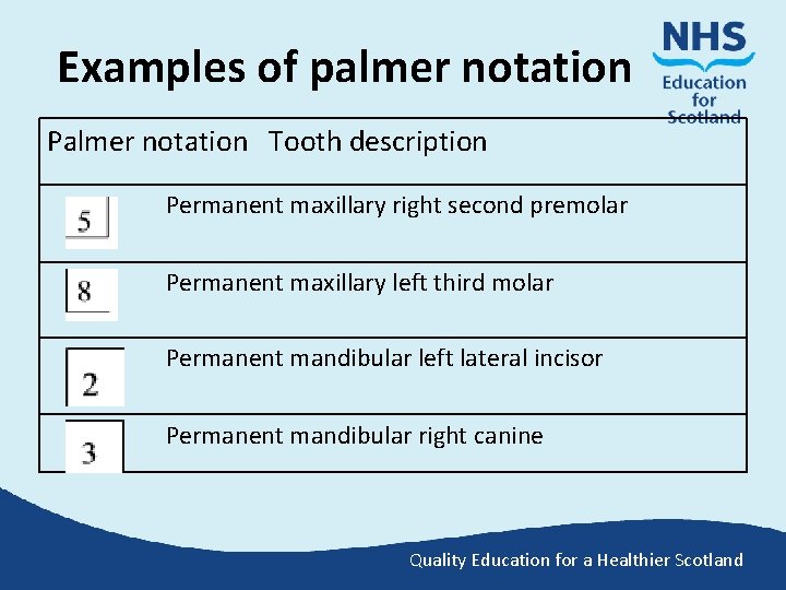 Examples of palmer notation Palmer notation Tooth description Permanent maxillary right second premolar Permanent