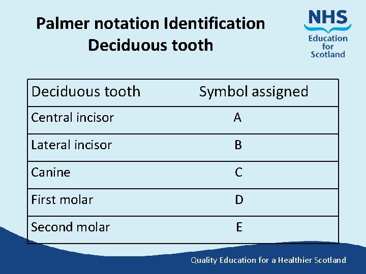 Palmer notation Identification Deciduous tooth Symbol assigned Central incisor A Lateral incisor B Canine