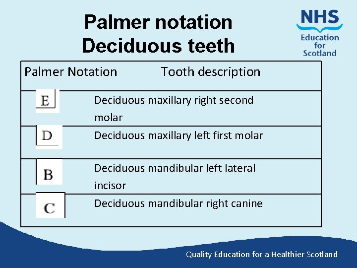 Palmer notation Deciduous teeth Palmer Notation Tooth description Deciduous maxillary right second molar Deciduous