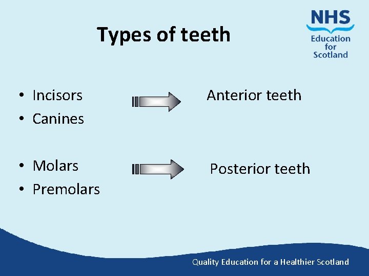 Types of teeth • Incisors • Canines Anterior teeth • Molars • Premolars Posterior