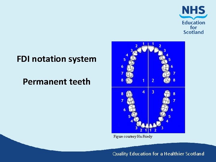 FDI notation system Permanent teeth Figure courtesy Hu-Friedy Quality Education for a Healthier Scotland