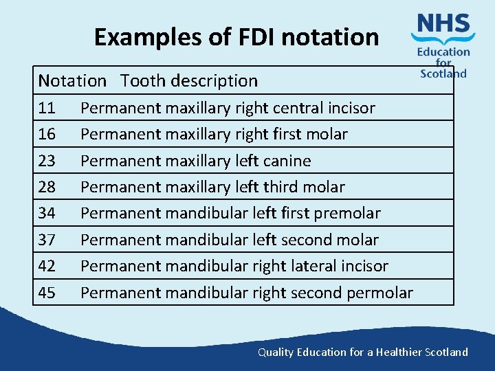 Examples of FDI notation Notation Tooth description 11 16 23 28 34 37 42