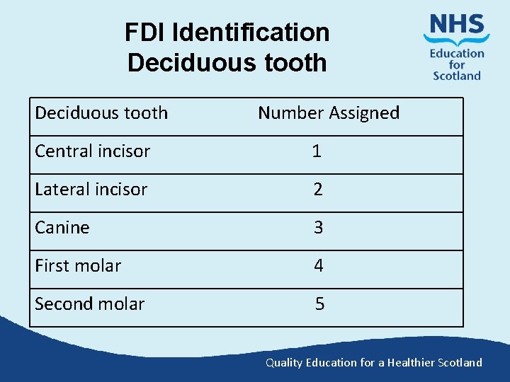 FDI Identification Deciduous tooth Number Assigned Central incisor 1 Lateral incisor 2 Canine 3