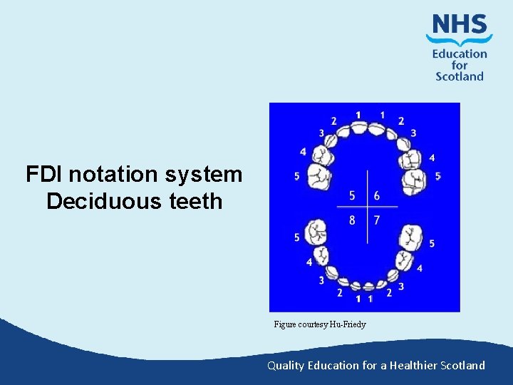 FDI notation system Deciduous teeth Figure courtesy Hu-Friedy Quality Education for a Healthier Scotland
