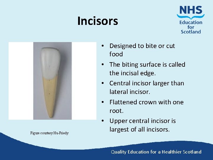 Incisors Figure courtesy Hu-Friedy • Designed to bite or cut food • The biting