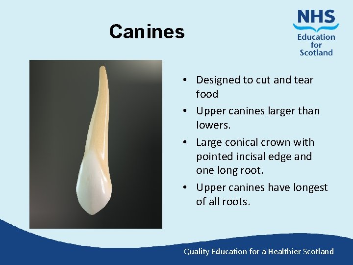 Canines • Designed to cut and tear food • Upper canines larger than lowers.