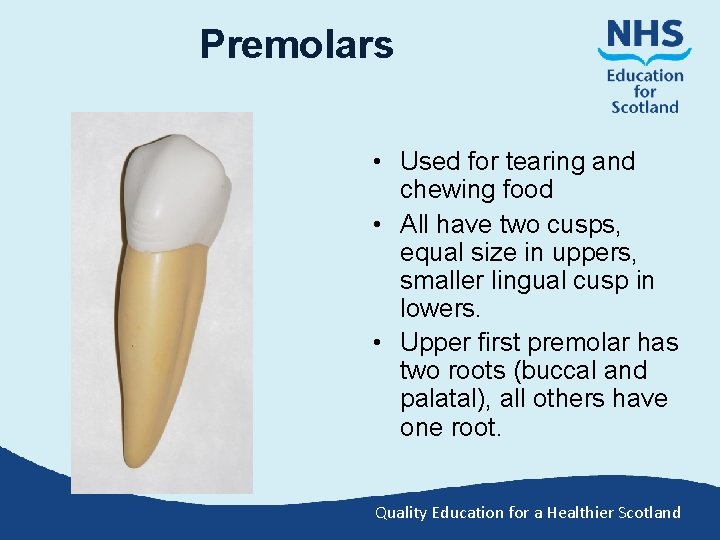 Premolars • Used for tearing and chewing food • All have two cusps, equal