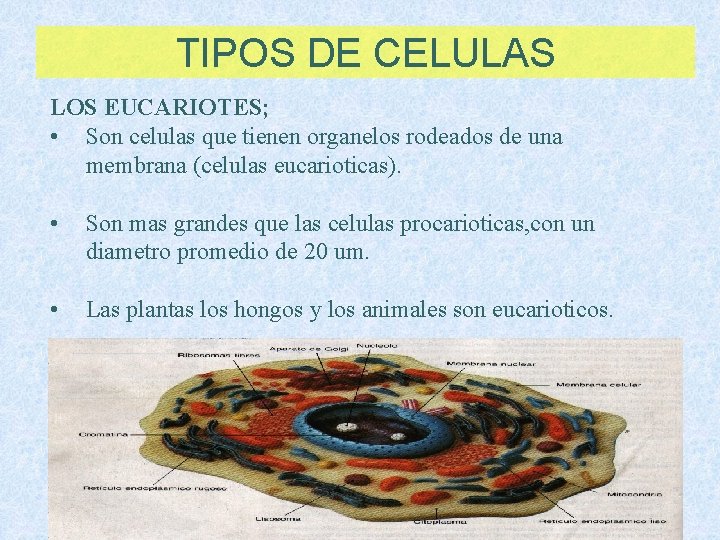 TIPOS DE CELULAS LOS EUCARIOTES; • Son celulas que tienen organelos rodeados de una