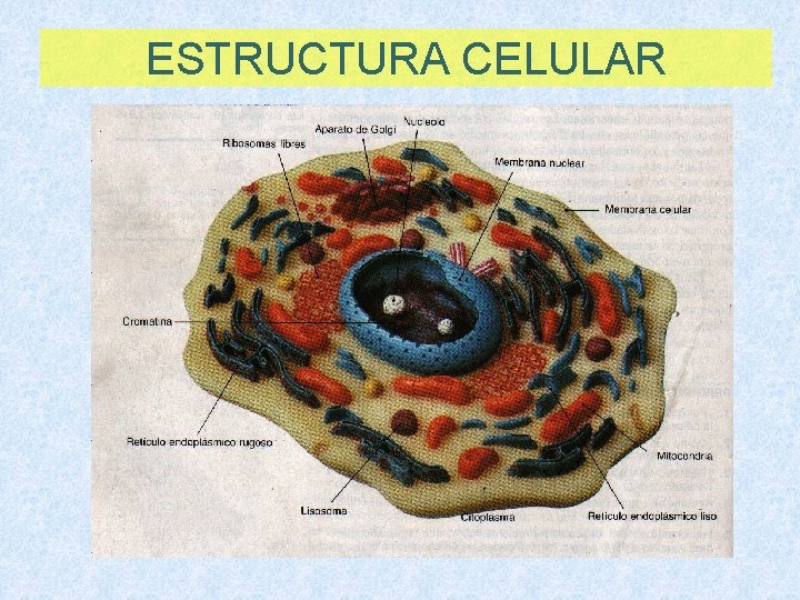 ESTRUCTURA CELULAR 